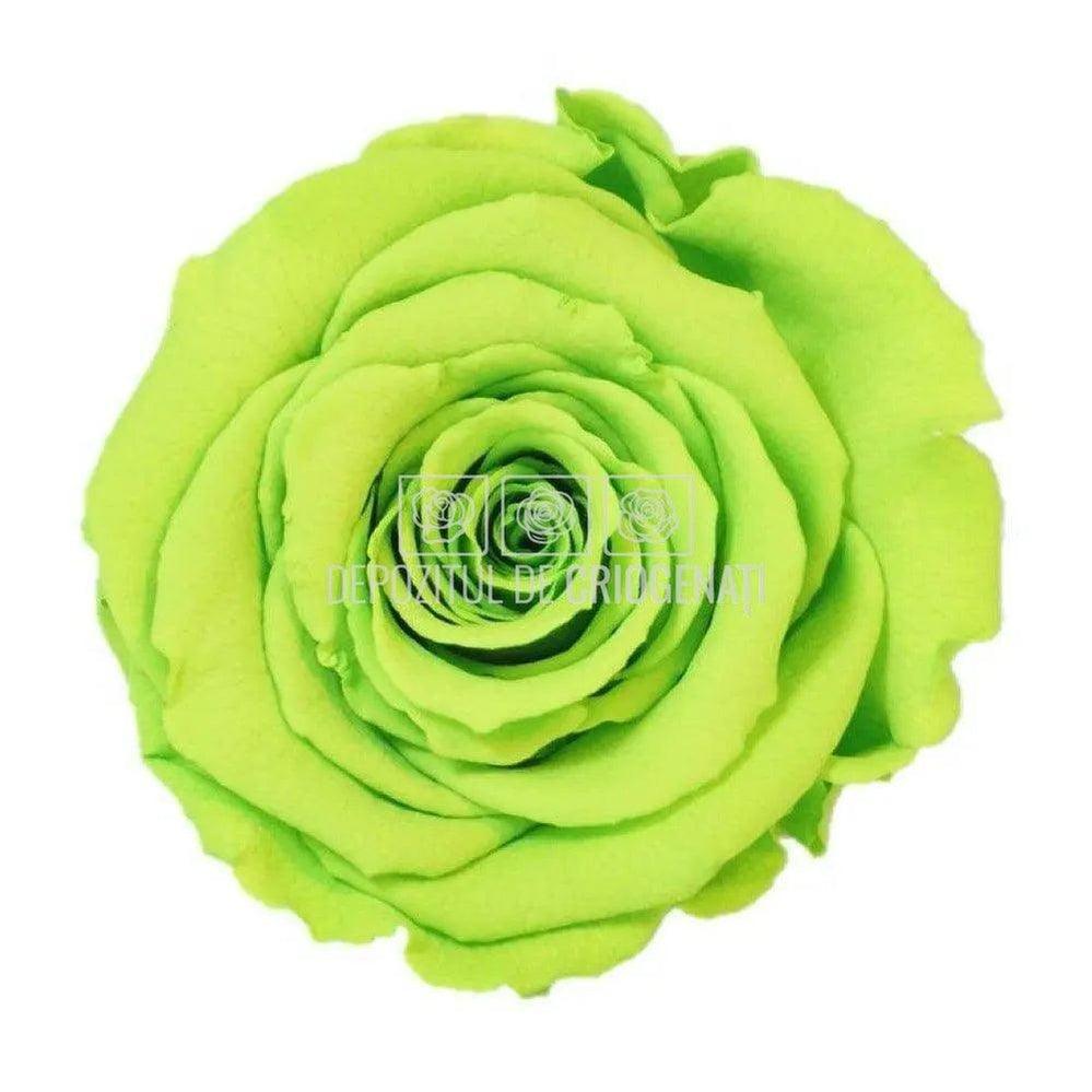 Trandafiri Criogenati XL GRE - 05 (dia. 6 - 6,5cm) - Depozitul de Criogenati