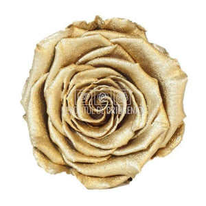 Trandafiri Criogenati XL METALLIC GOLD Ø6-6,5cm, set 6 buc /cutie - DepozituldeCriogenati.ro