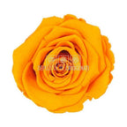 Trandafiri Criogenati XL ORA - 02 (dia. 6 - 6,5cm) - Depozitul de Criogenati