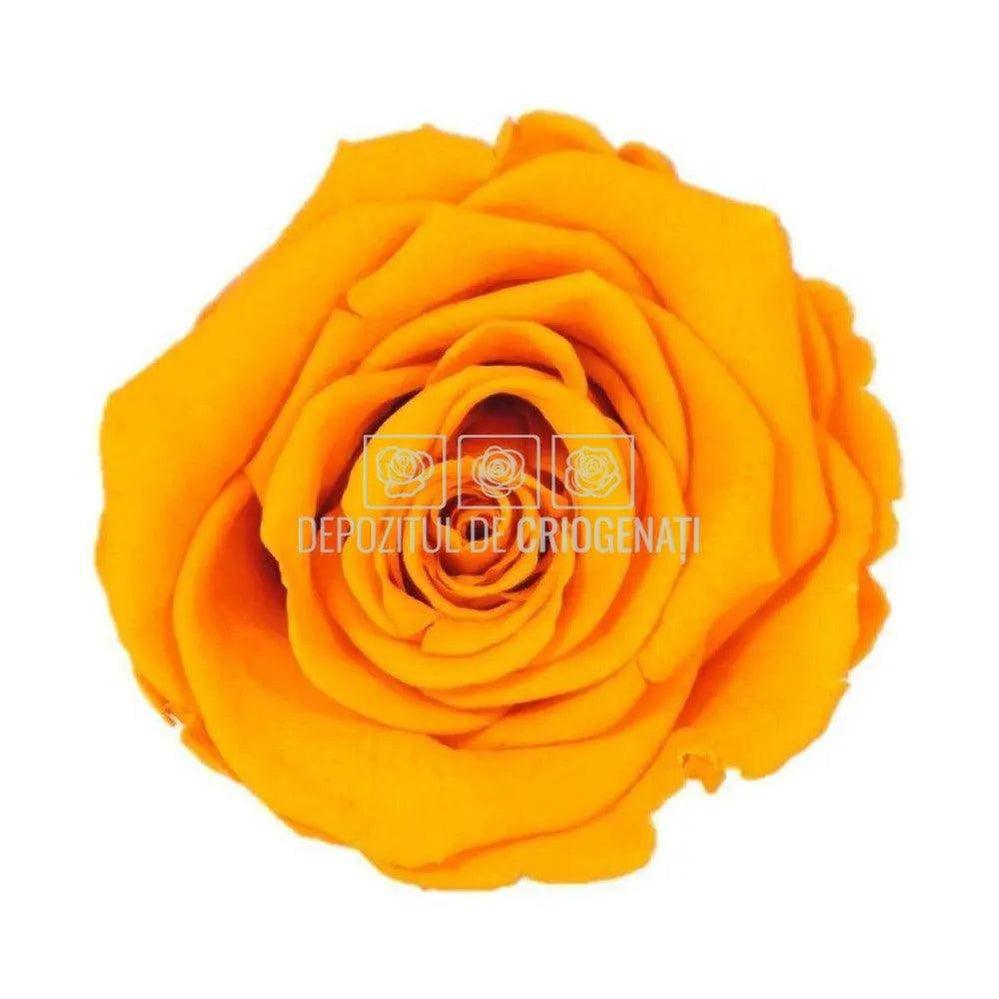 Trandafiri Criogenati XL ORA - 02 (dia. 6 - 6,5cm) - Depozitul de Criogenati