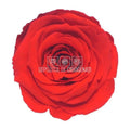 Trandafiri Criogenati XL ORA - 03 (dia. 6 - 6,5cm) - Depozitul de Criogenati