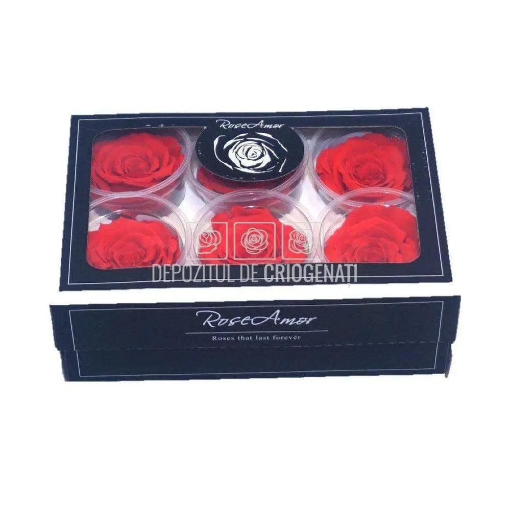 Trandafiri Criogenati XL ORA-03 (Ø6-6,5cm, set 6 buc /cutie) - DepozituldeCriogenati.ro
