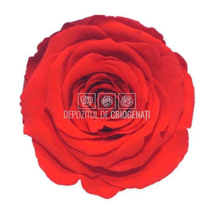 Trandafiri Criogenati XL ORA-03 (Ø6-6,5cm, set 6 buc /cutie) - DepozituldeCriogenati.ro
