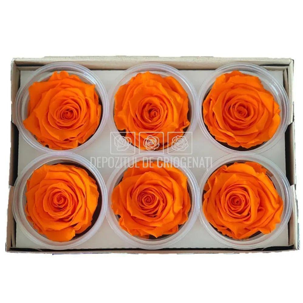 Trandafiri Criogenati XL ORA-99 (Ø6-6,5cm, set 6 buc /cutie) - DepozituldeCriogenati.ro