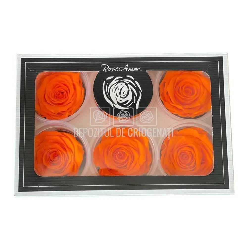 Trandafiri Criogenati XL ORA-99 (Ø6-6,5cm, set 6 buc /cutie) - DepozituldeCriogenati.ro