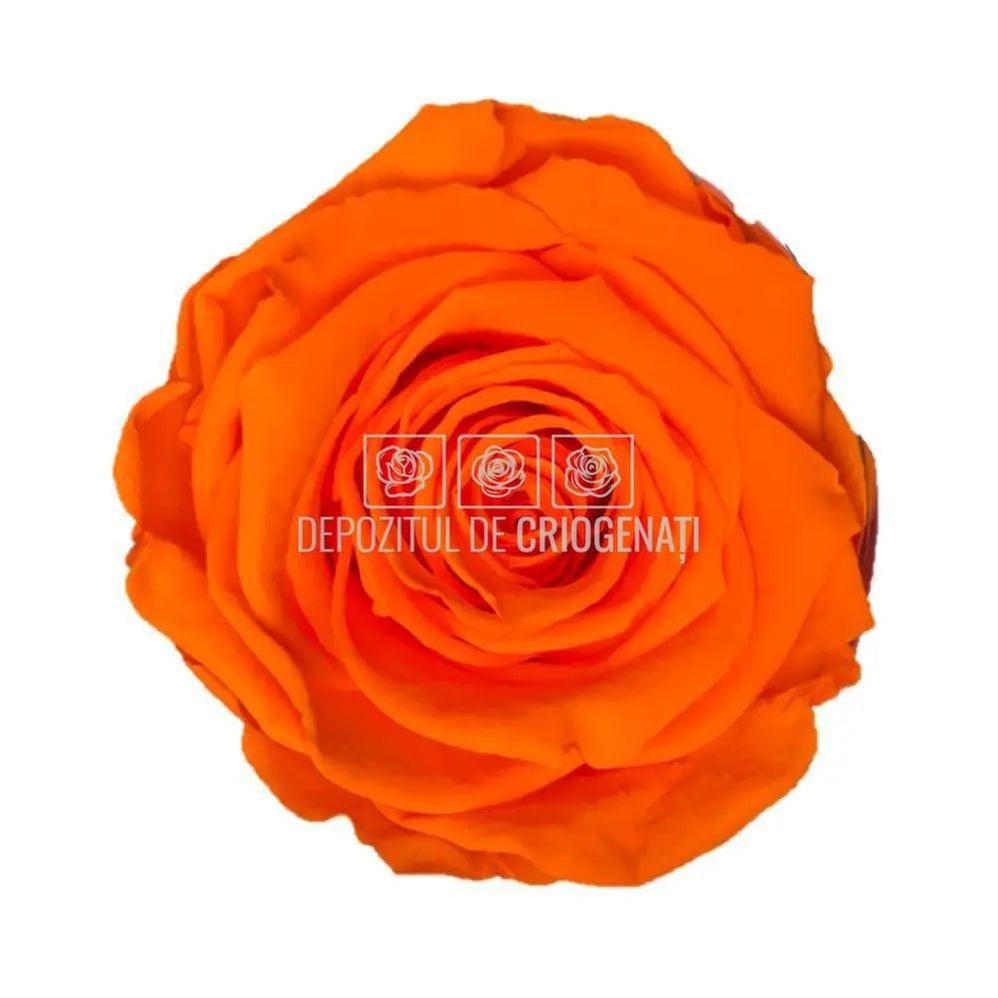 Trandafiri Criogenati XL ORA-99 (Ø6-6,5cm, set 6 buc /cutie) - DepozituldeCriogenati.ro