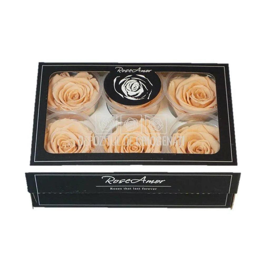 Trandafiri Criogenati XL PEA-01 (Ø6-6,5cm, set 6 buc /cutie) - DepozituldeCriogenati.ro