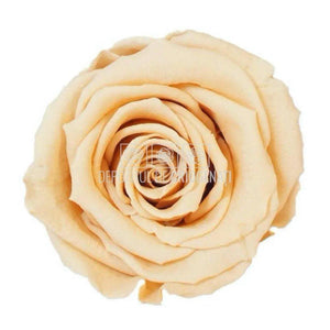 Trandafiri Criogenati XL PEA-01 (Ø6-6,5cm, set 6 buc /cutie) - DepozituldeCriogenati.ro