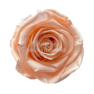 Trandafiri Criogenati XL PEA - 99 (dia. 6 - 6,5cm) - Depozitul de Criogenati