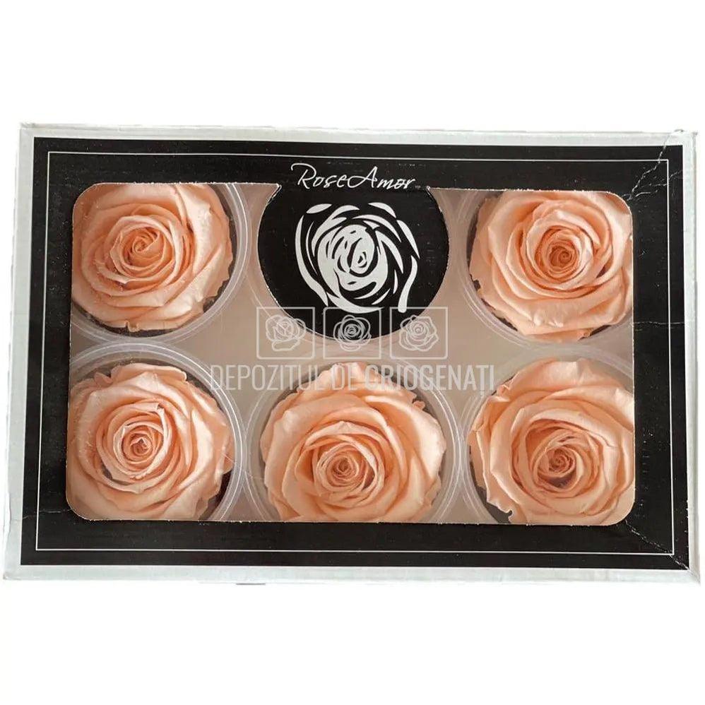 Trandafiri Criogenati XL PEA - 99 (dia. 6 - 6,5cm) - Depozitul de Criogenati