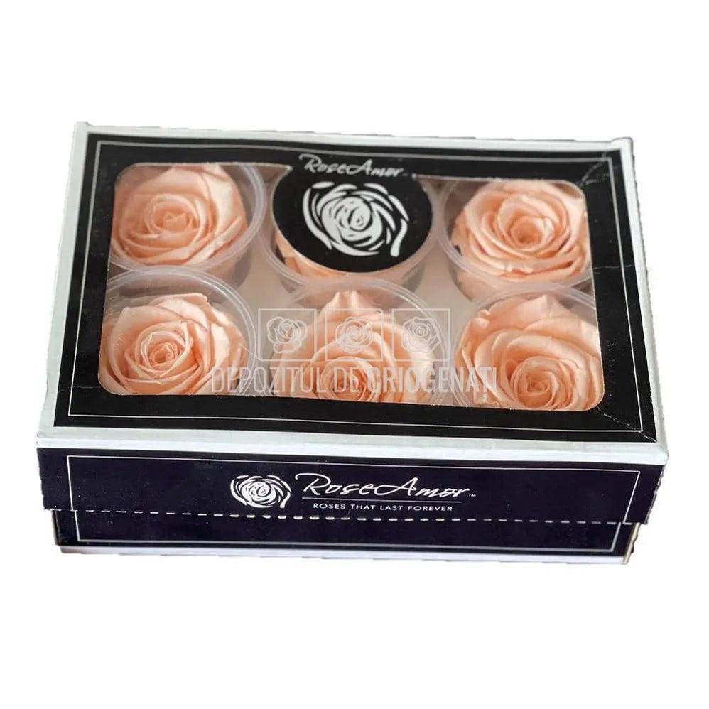 Trandafiri Criogenati XL PEA-99 (Ø6-6,5cm, set 6 buc /cutie) - DepozituldeCriogenati.ro