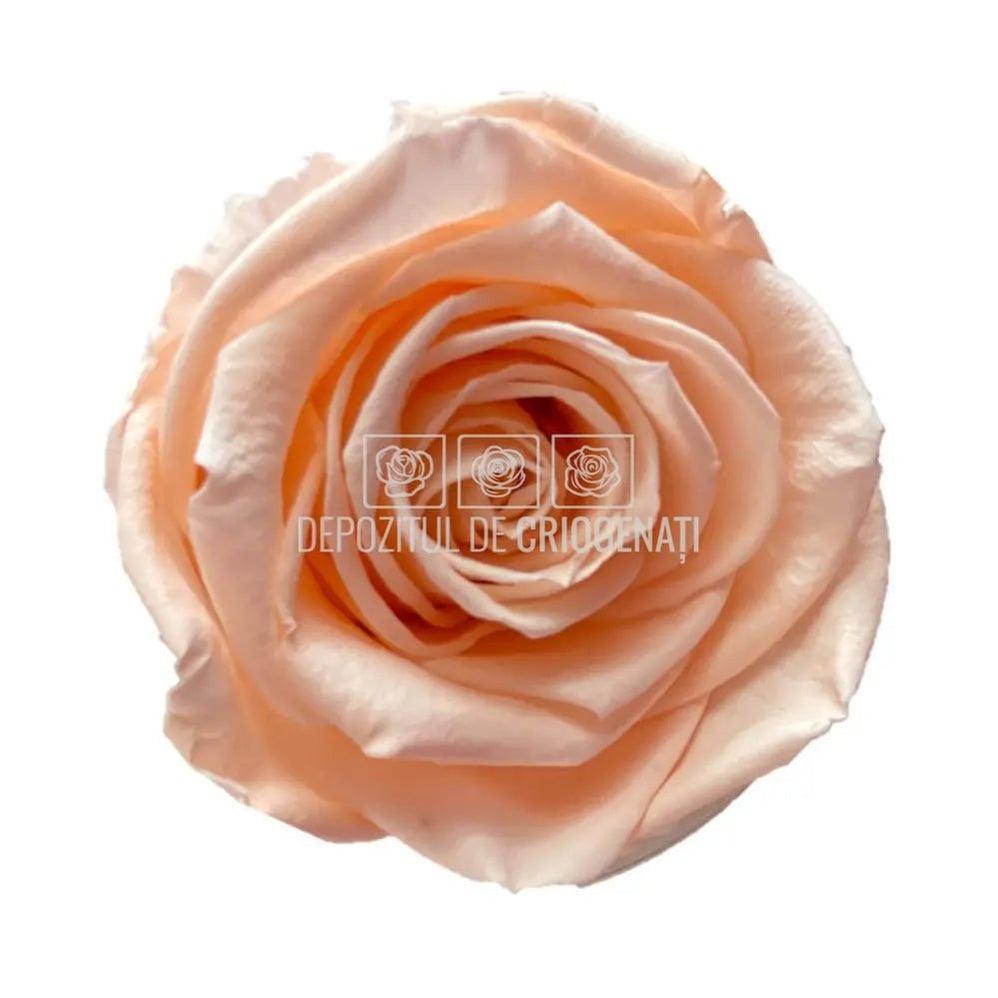 Trandafiri Criogenati XL PEA-99 (Ø6-6,5cm, set 6 buc /cutie) - DepozituldeCriogenati.ro