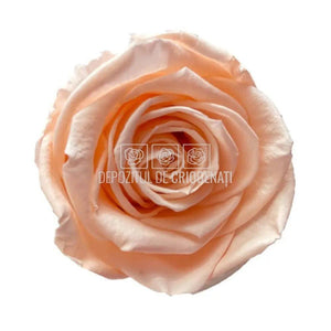 Trandafiri Criogenati XL PEA-99 (Ø6-6,5cm, set 6 buc /cutie) - DepozituldeCriogenati.ro