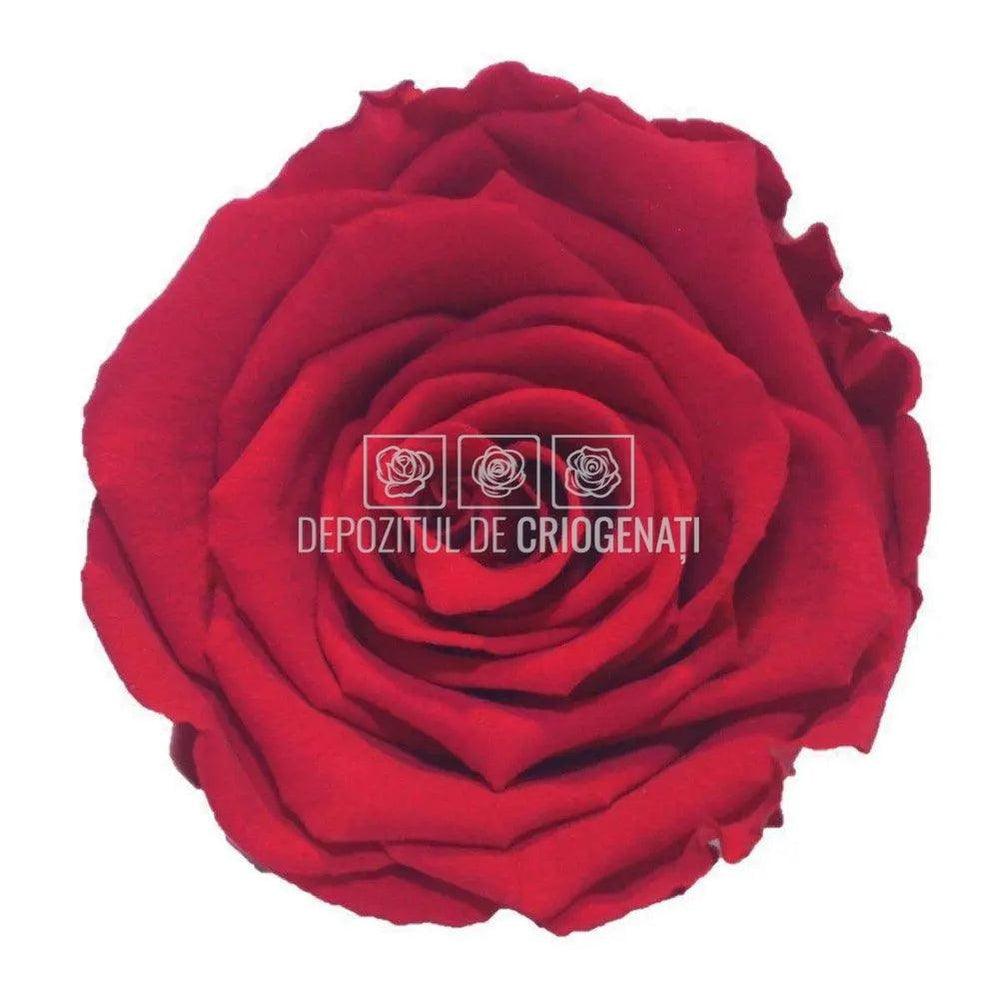 Trandafiri Criogenati XL PIN - 03 (dia. 6 - 6,5cm) - Depozitul de Criogenati