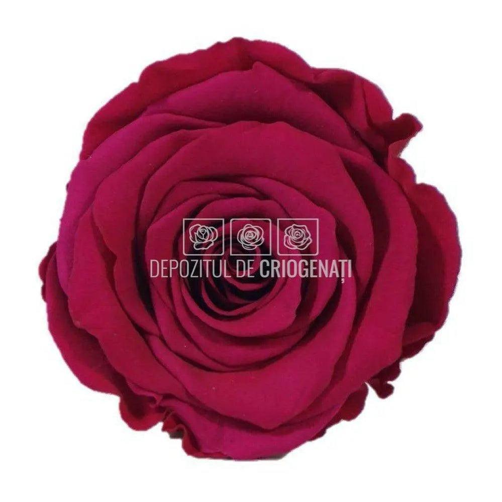 Trandafiri Criogenati XL PIN - 05 (dia. 6 - 6,5cm) - Depozitul de Criogenati