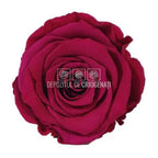 Trandafiri Criogenati XL PIN - 05 (dia. 6 - 6,5cm) - Depozitul de Criogenati