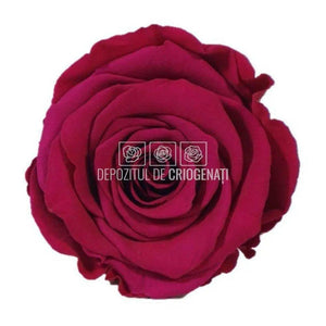 Trandafiri Criogenati XL PIN-05 (Ø6-6,5cm, set 6 buc /cutie) - DepozituldeCriogenati.ro