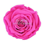 Trandafiri Criogenati XL PIN - 07 (dia. 6 - 6,5cm) - Depozitul de Criogenati