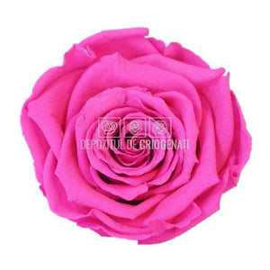 Trandafiri Criogenati XL PIN-07 (Ø6-6,5cm, set 6 buc /cutie) - DepozituldeCriogenati.ro