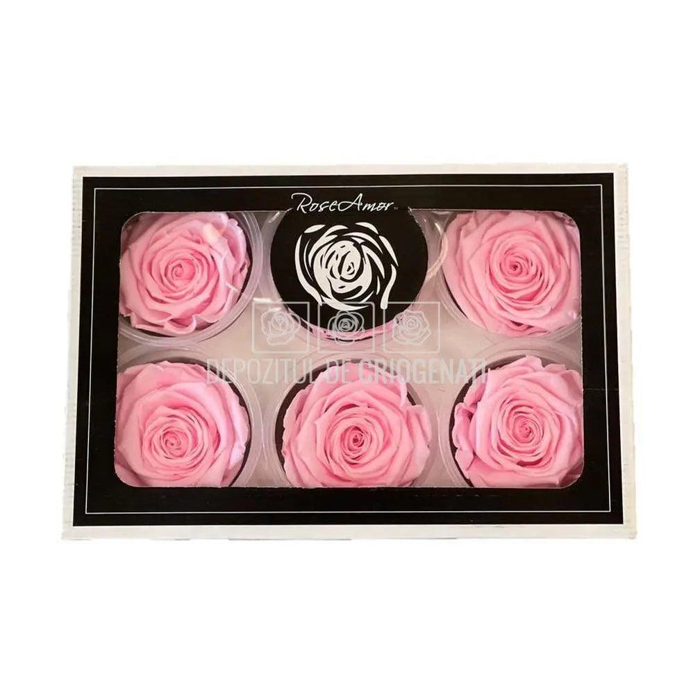 Trandafiri Criogenati XL PIN-99 (Ø6-6,5cm, set 6 buc /cutie) - DepozituldeCriogenati.ro