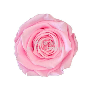 Trandafiri Criogenati XL PIN-99 (Ø6-6,5cm, set 6 buc /cutie) - DepozituldeCriogenati.ro