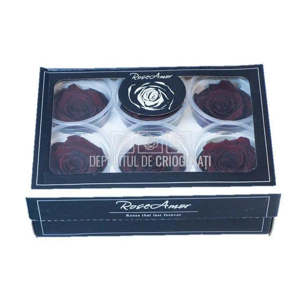 Trandafiri Criogenati XL PUR-01 (Ø6-6,5cm, set 6 buc /cutie) - DepozituldeCriogenati.ro