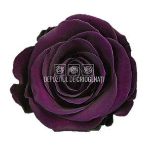 Trandafiri Criogenati XL PUR-01 (Ø6-6,5cm, set 6 buc /cutie) - DepozituldeCriogenati.ro