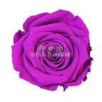 Trandafiri Criogenati XL PUR - 02 (dia. 6 - 6,5cm) - Depozitul de Criogenati