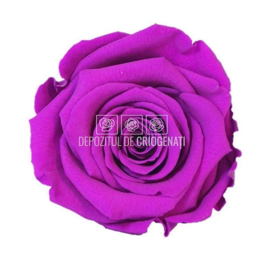 Trandafiri Criogenati XL PUR - 02 (dia. 6 - 6,5cm) - Depozitul de Criogenati