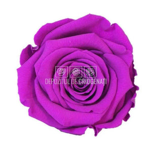 Trandafiri Criogenati XL PUR-02 (Ø6-6,5cm, set 6 buc /cutie) - DepozituldeCriogenati.ro