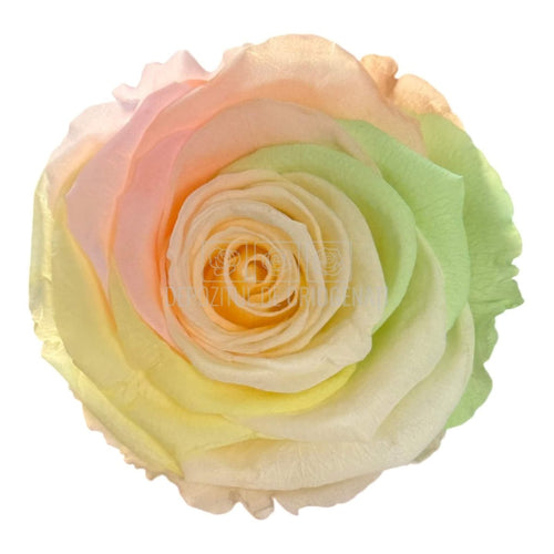 Trandafiri Criogenati XL RAINBOW CHA - 89 (dia. 6 - 6,5cm, set 6 buc) - DepozituldeCriogenati.ro