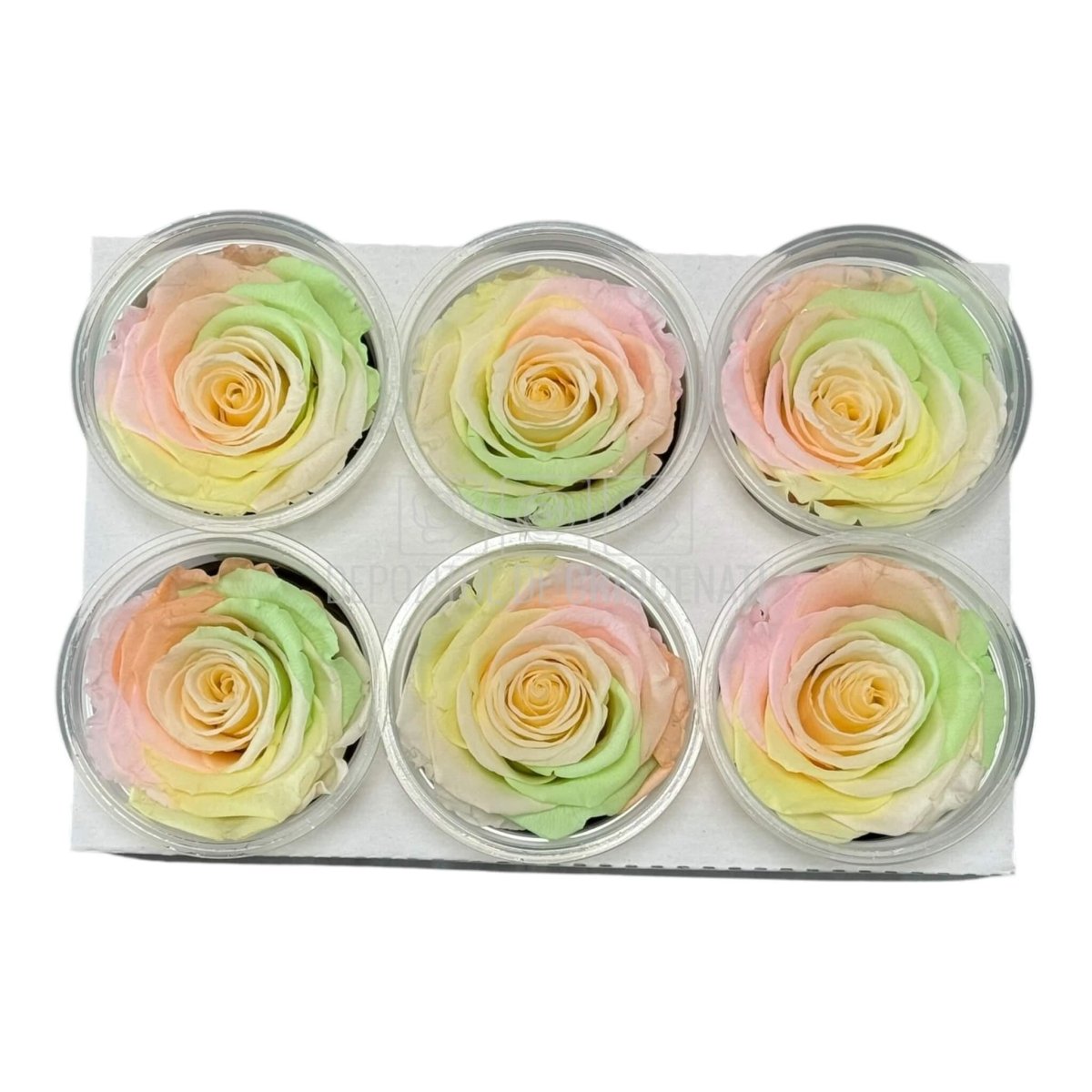 Trandafiri Criogenati XL RAINBOW CHA - 89 (dia. 6 - 6,5cm, set 6 buc) - DepozituldeCriogenati.ro