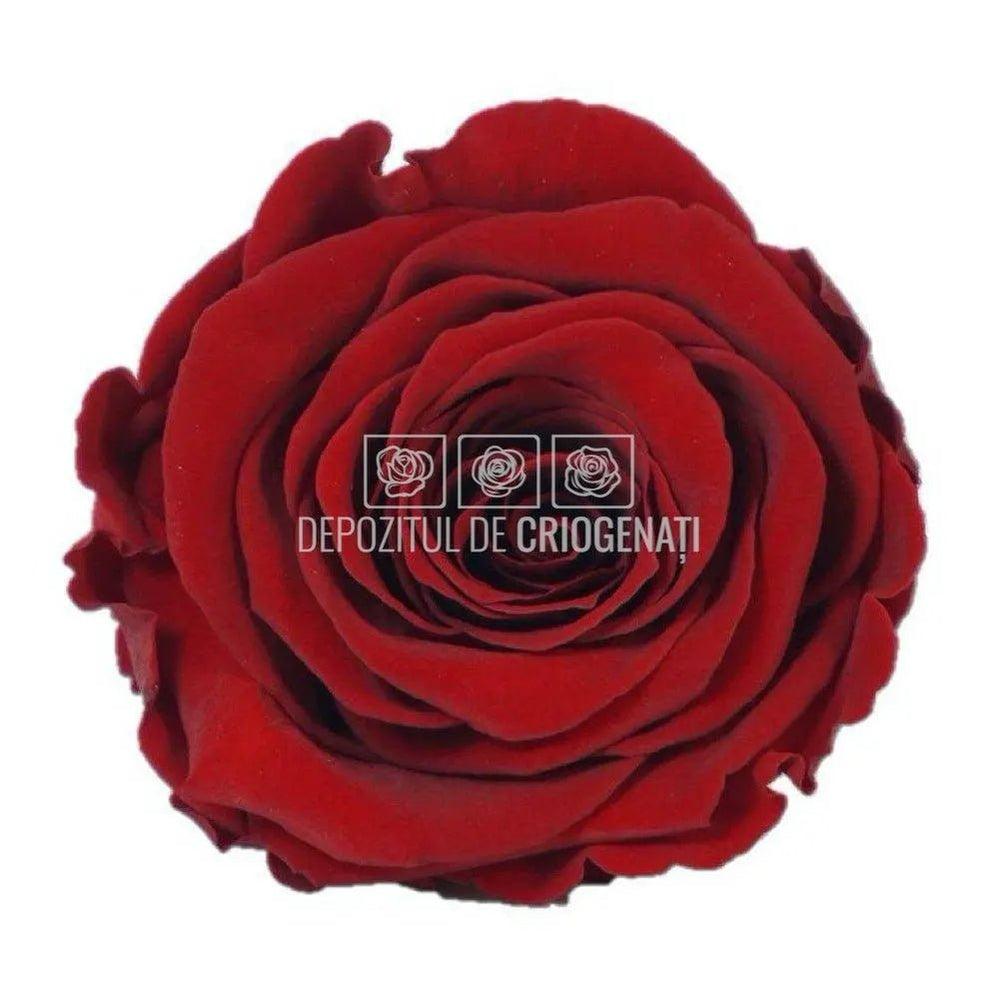 Trandafiri Criogenati XL RED - 01 (dia. 6 - 6,5cm) - Depozitul de Criogenati
