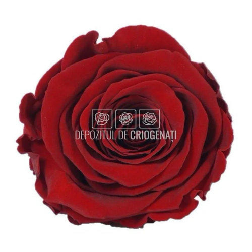 Trandafiri Criogenati XL RED - 01 (dia. 6 - 6,5cm) - Depozitul de Criogenati