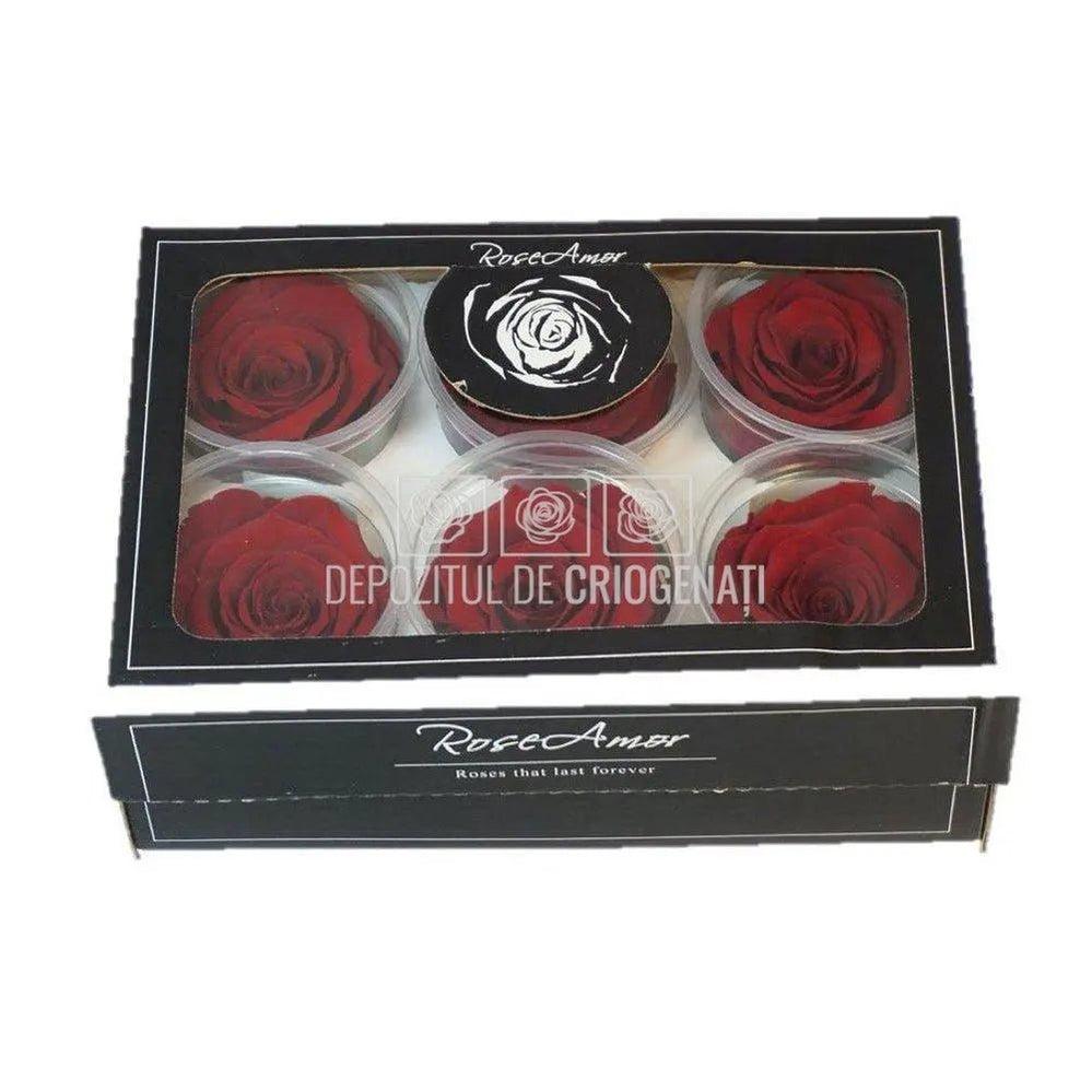 Trandafiri Criogenati XL RED - 01 (dia. 6 - 6,5cm) - Depozitul de Criogenati