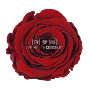 Trandafiri Criogenati XL RED-01 (Ø6-6,5cm, set 6 buc /cutie) - DepozituldeCriogenati.ro