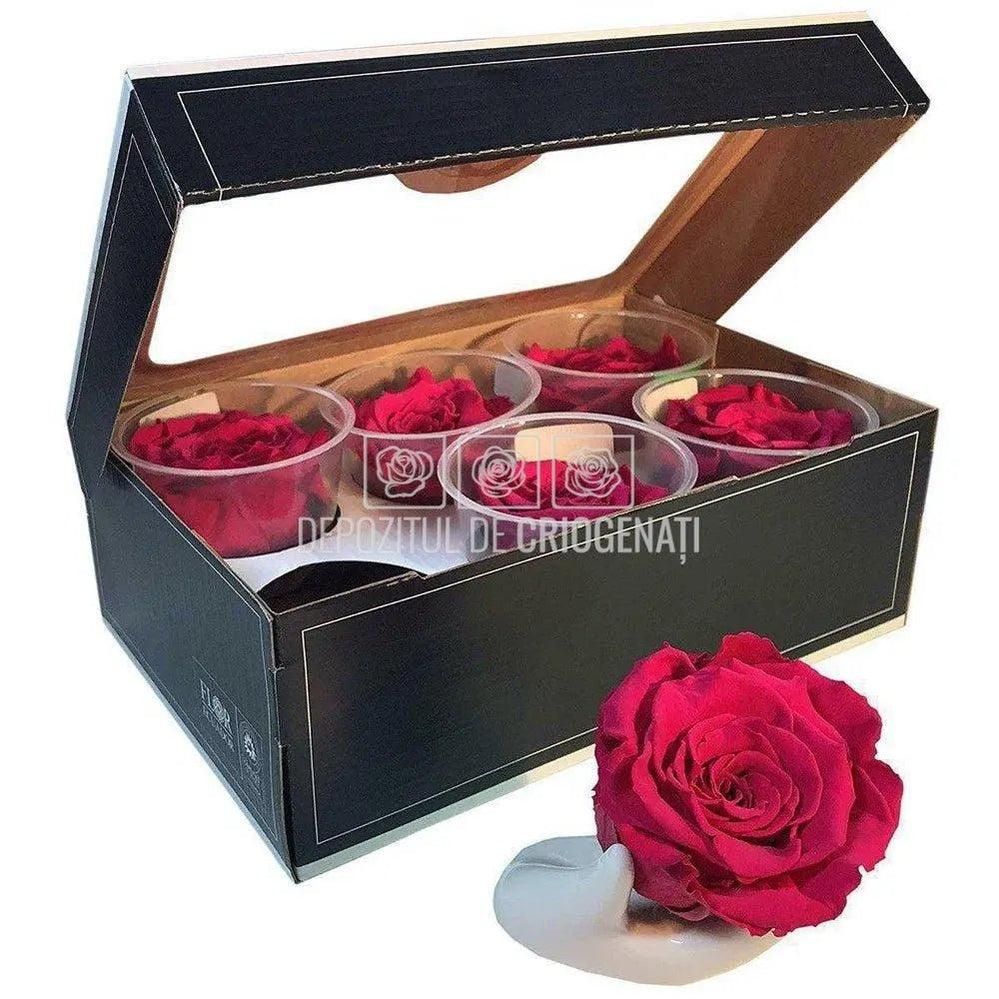 Trandafiri Criogenati XL RED - 02 (dia. 6 - 6,5cm) - Depozitul de Criogenati