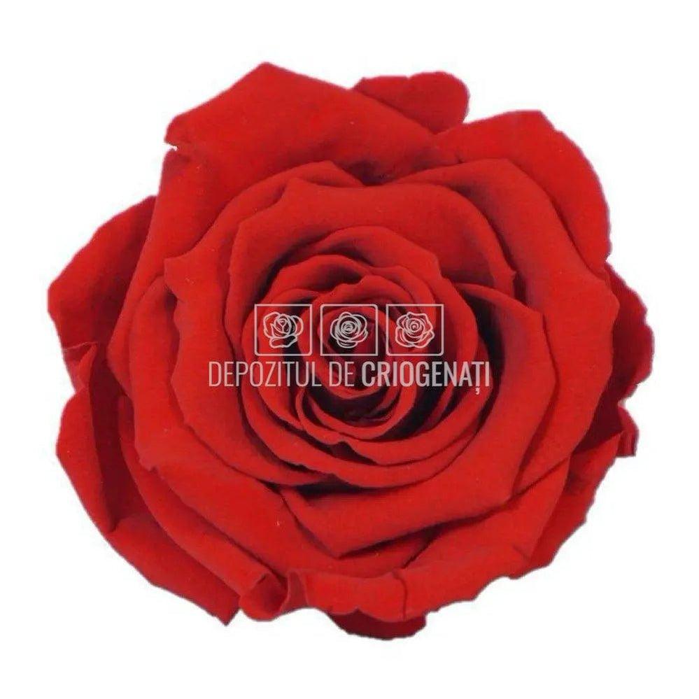 Trandafiri Criogenati XL RED - 02 (dia. 6 - 6,5cm) - Depozitul de Criogenati