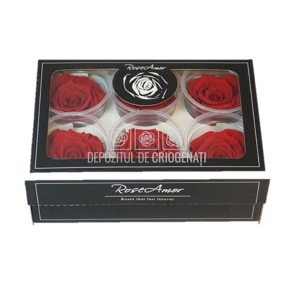 Trandafiri Criogenati XL RED - 02 (dia. 6 - 6,5cm) - Depozitul de Criogenati