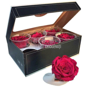 Trandafiri Criogenati XL RED-02 (dia. 6-6,5cm, set 6 buc /cutie)