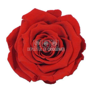Trandafiri Criogenati XL RED-02 (Ø6-6,5cm, set 6 buc /cutie) - DepozituldeCriogenati.ro