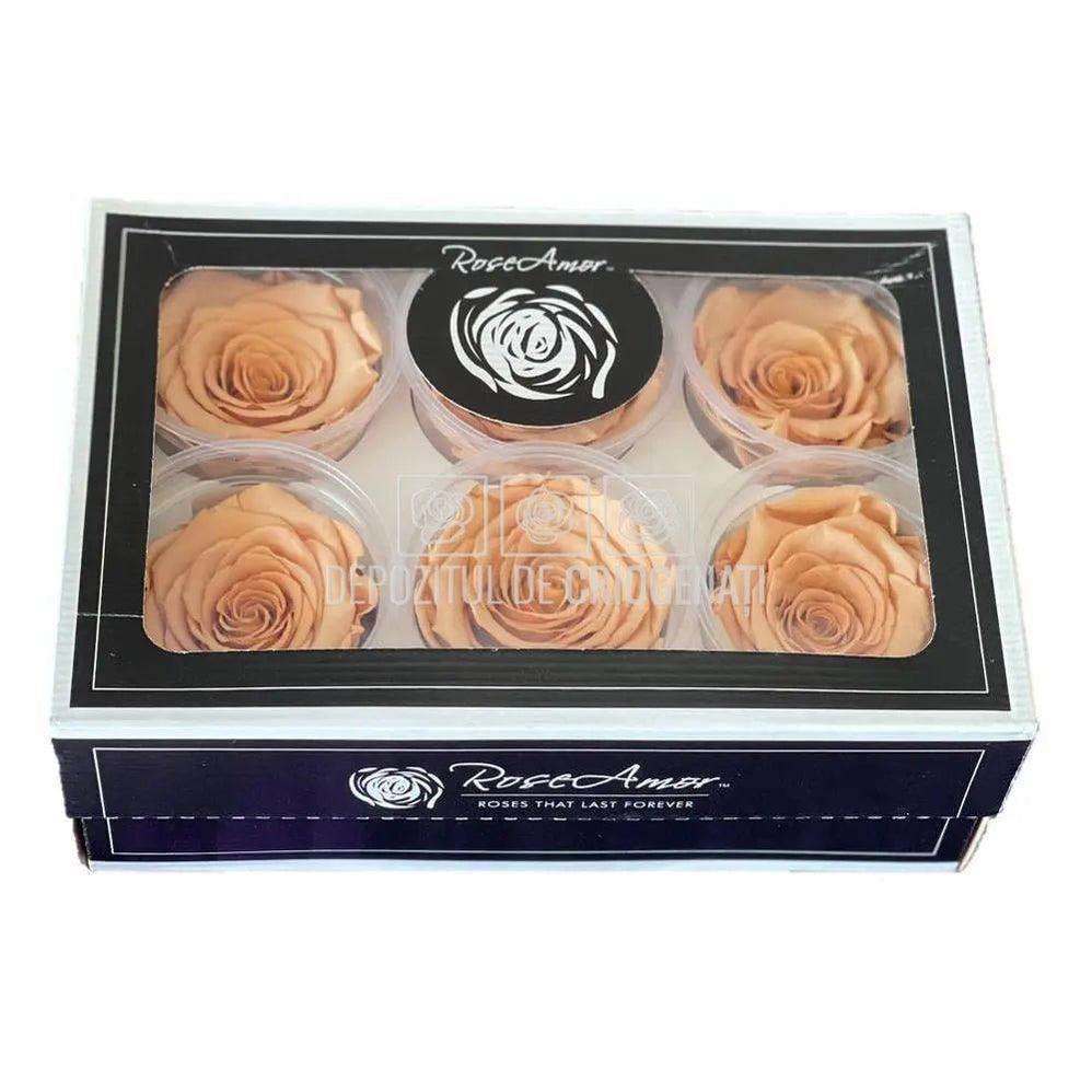 Trandafiri Criogenati XL TOFF - 01 (dia. 6 - 6,5cm) - Depozitul de Criogenati