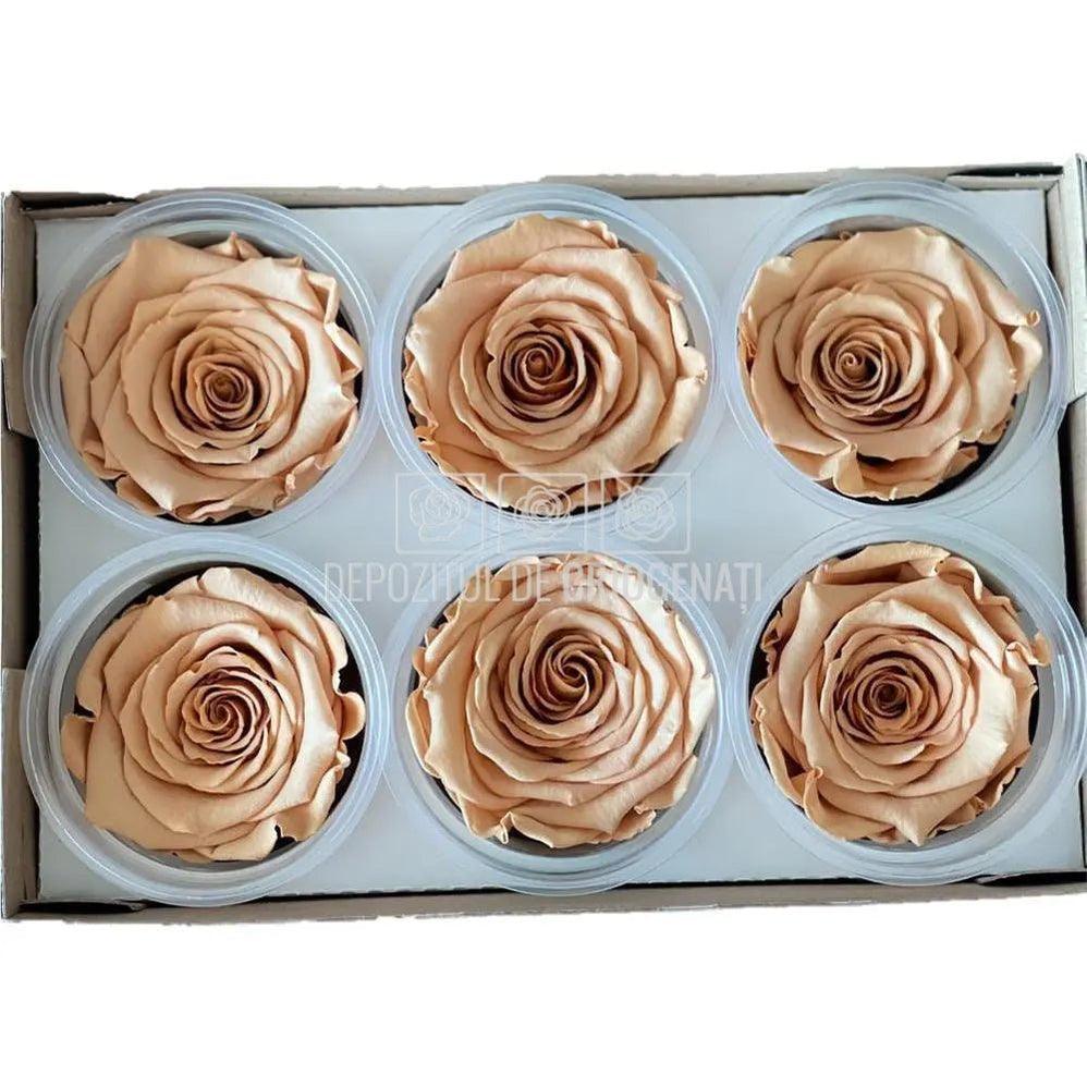 Trandafiri Criogenati XL TOFF-01 (Ø6-6,5cm, set 6 buc /cutie) - DepozituldeCriogenati.ro