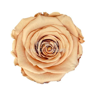 Trandafiri Criogenati XL TOFF-01 (Ø6-6,5cm, set 6 buc /cutie) - DepozituldeCriogenati.ro