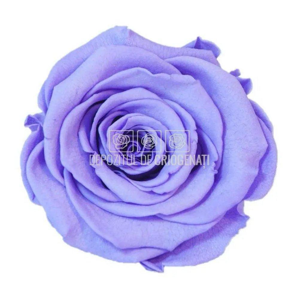 Trandafiri Criogenati XL VIO-01 (Ø6-6,5cm, set 6 buc /cutie) - DepozituldeCriogenati.ro