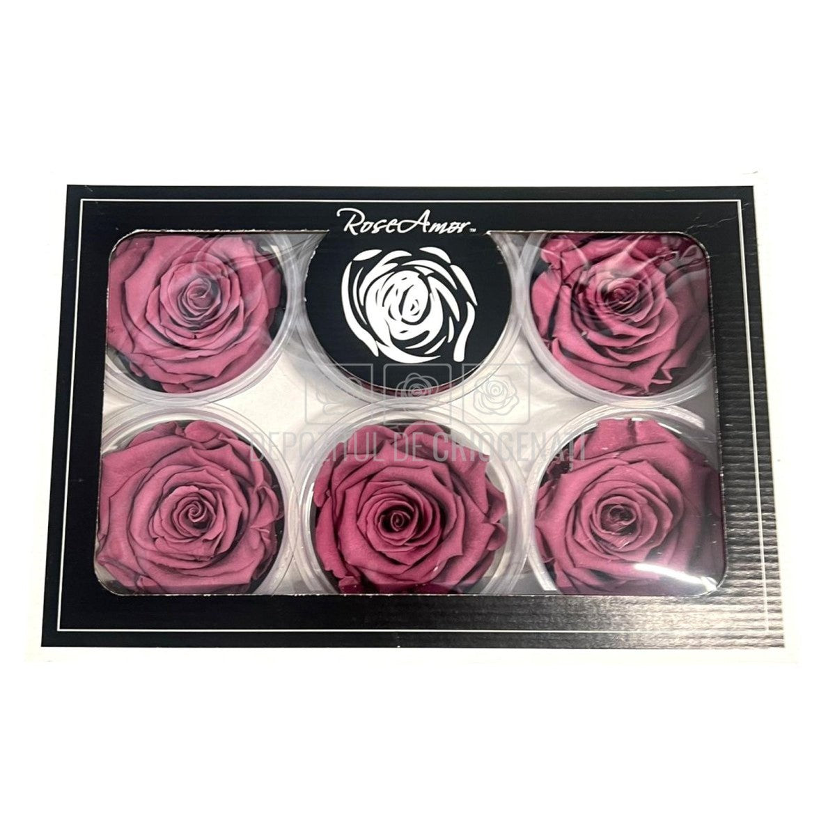 Trandafiri Criogenati XL VIO - 02 (dia. 6 - 6,5cm, set 6 buc /cutie) - DepozituldeCriogenati.ro