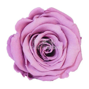 Trandafiri Criogenati XL VIO-02 (Ø6-6,5cm, set 6 buc /cutie) - DepozituldeCriogenati.ro