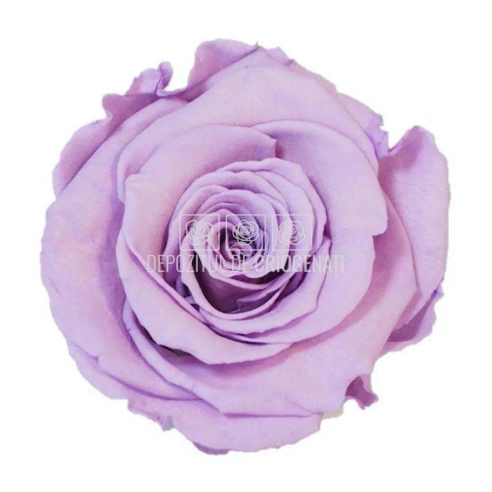 Trandafiri Criogenati XL VIO-03 (Ø6-6,5cm, set 6 buc /cutie) - DepozituldeCriogenati.ro