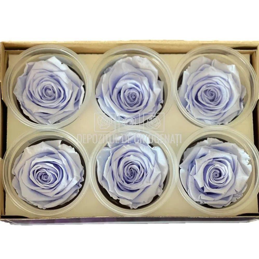 Trandafiri Criogenati XL VIO-89 (Ø6-6,5cm, set 6 buc /cutie) - DepozituldeCriogenati.ro