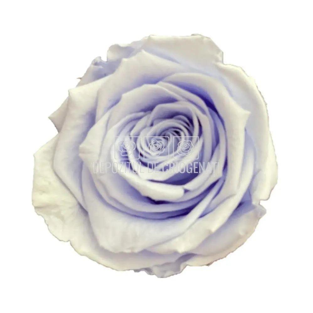Trandafiri Criogenati XL VIO-89 (Ø6-6,5cm, set 6 buc /cutie) - DepozituldeCriogenati.ro